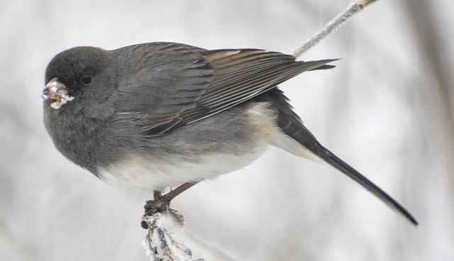 junco snow DSC0162