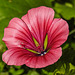 20210822 2487CPw [D~LIP] Sommer-Strauchpappel (Malva trimestris) [Malve], Bad Salzuflen