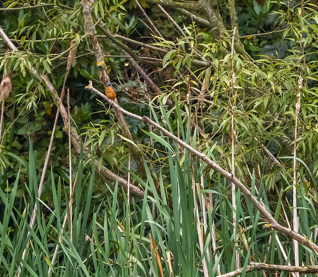 Kingfisher