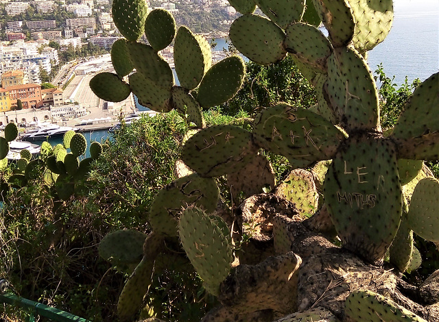 Cactus graffiti.