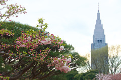 Cerisier et NTT Docomo Yoyogi Building