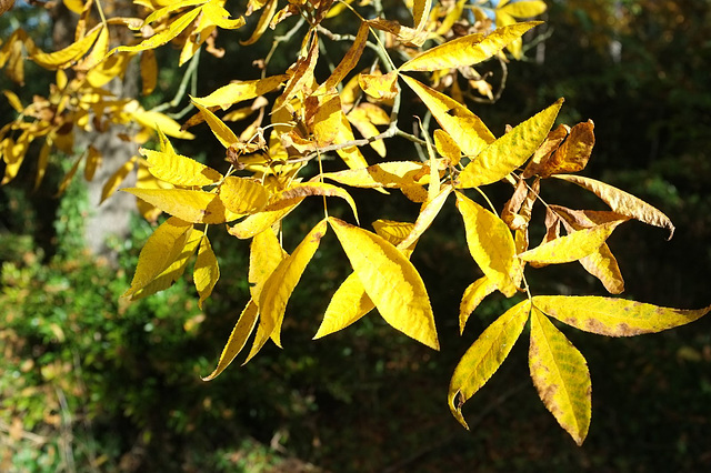 Arboretum de Grignon