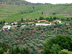 Cockburn's Quinta