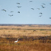 A great white egret and some lapwings