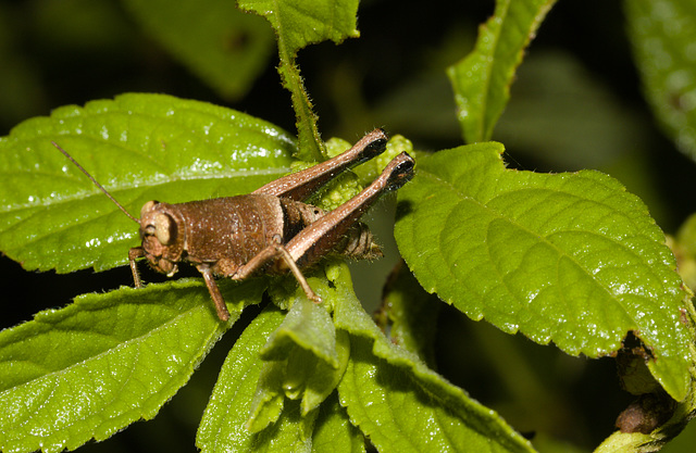 GrasshopperIMG_3052