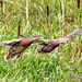 Mallards in flight