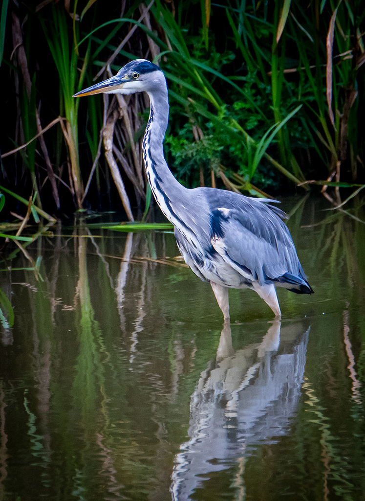 Heron