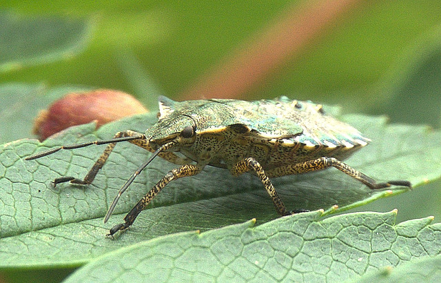 Red Legged Shield Bug. Final Instar Nymph