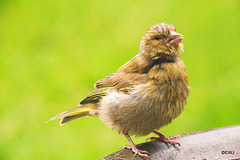 Youngster on the birdbath