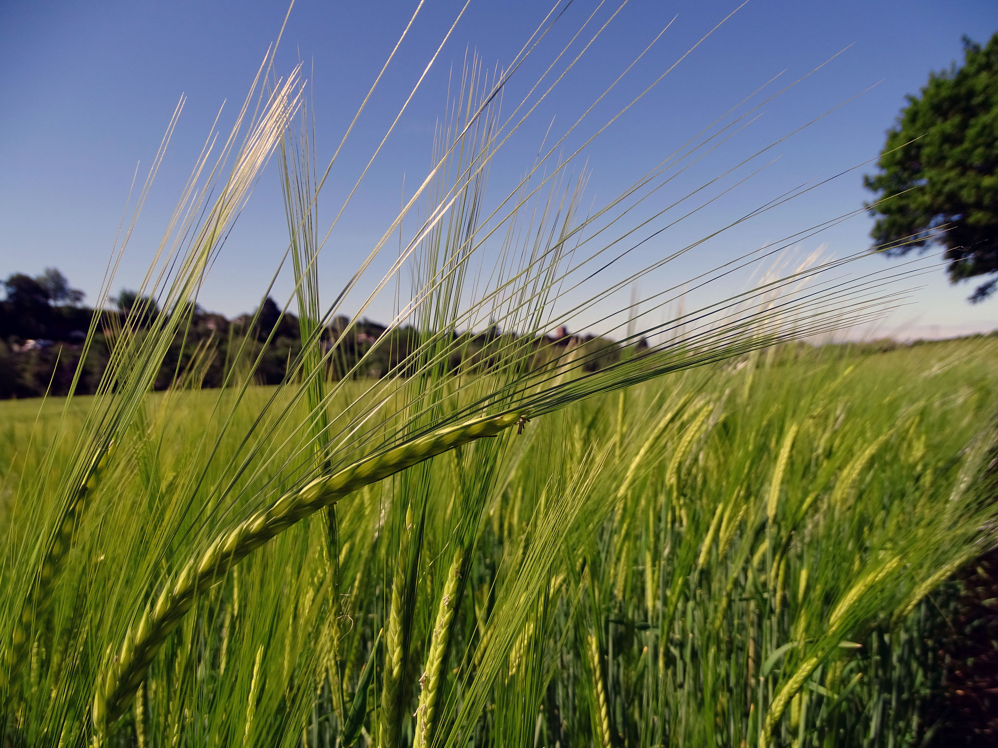 Wheat ears