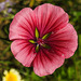 20210822 2488CPw [D~LIP] Sommer-Strauchpappel (Malva trimestris) [Malve], Bad Salzuflen