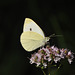 butterfly-DSC 1464 edited