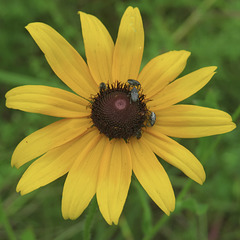 Weevils on daisy