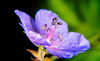 Der Wiesen Storchschnabel hat sich jetzt auch gezeigt :))  The Geranium pratense has now also shown itself :)) Le géranium pratense vient de faire son apparition :))