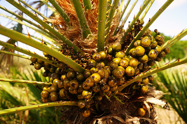 Palm fruits