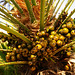 Palm fruits