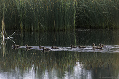 Schwimmunterricht (© Buelipix)