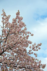 Cerisier en fleur