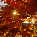 Herbstsonne  - Autumn Sun - mit PiP