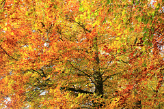 Golden fall colours