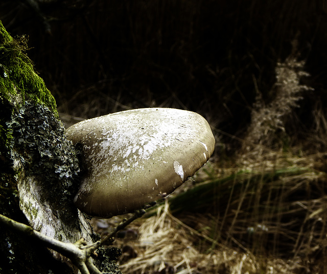 Tree fungus