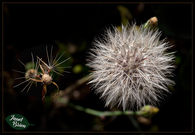 133/366: Details of a Dandilion Seed Head