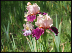 Color Splash (3) Color Splash (3)