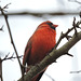 Cardinal