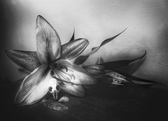 halloween lily II b&w