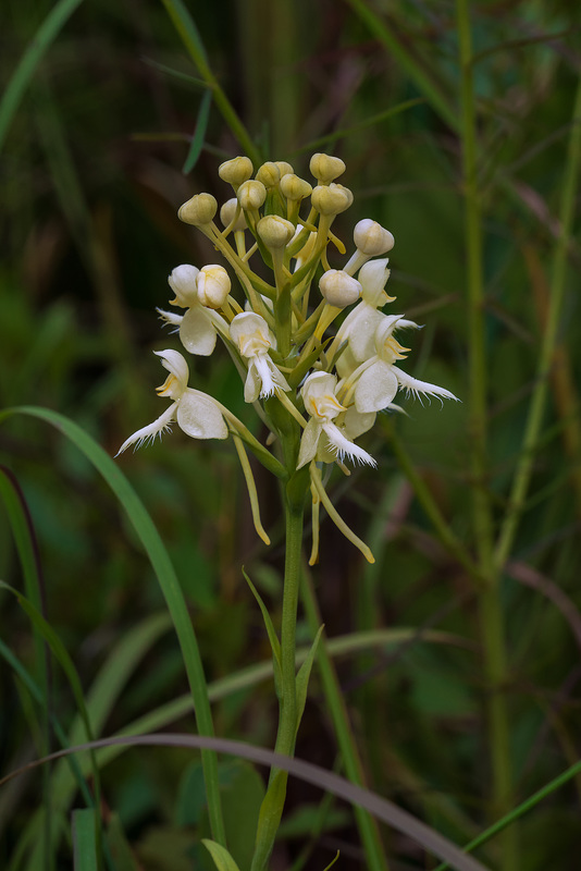 Platanthera Xlueri (P. conspicua x P. ciliaris) natural hybrid orchid