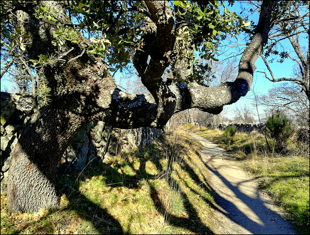 A favourite oak tree near the Roman Road, Zarzalejo.