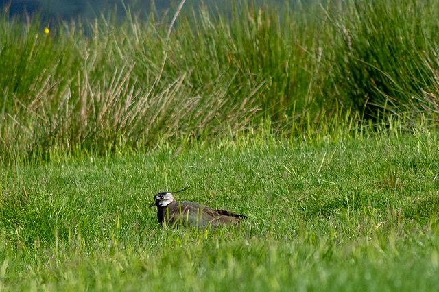 Lapwing on a nest