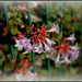 HFF- Abelia de Chine