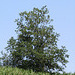 Sommerbaum am Eichelberg