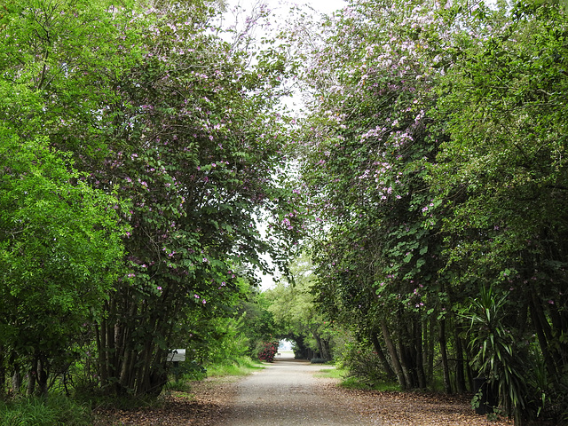 Day 7, Hong Kong Orchid trees, Estero Llano Grande SP, Texas