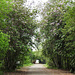 Day 7, Hong Kong Orchid trees, Estero Llano Grande SP, Texas