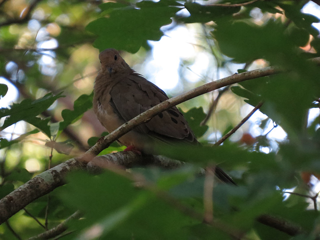 Mourning dove