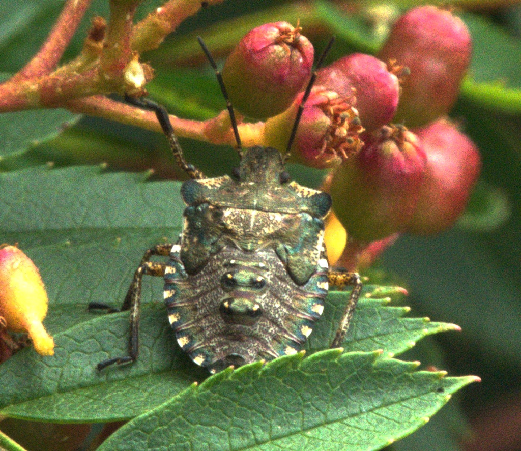 Red Legged Shield Bug. Final Instar Nymph