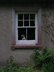 TREVARNO GARDENS WINDOW