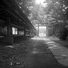 Path in the shrine grove