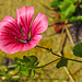 20210822 2489CPw [D~LIP] Sommer-Strauchpappel (Malva trimestris) [Malve], Bad Salzuflen