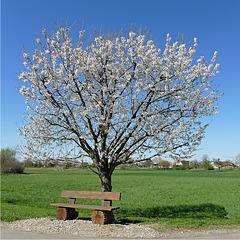 Die Bank unter dem Kirschbaum