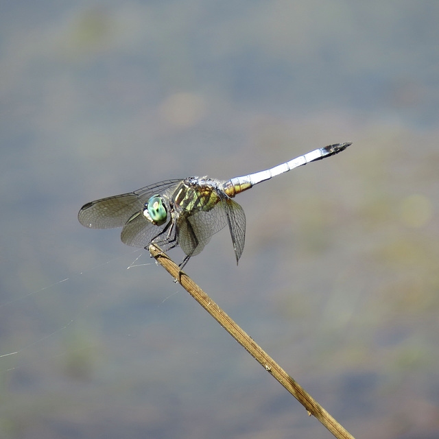 Great blue skimmer (M)