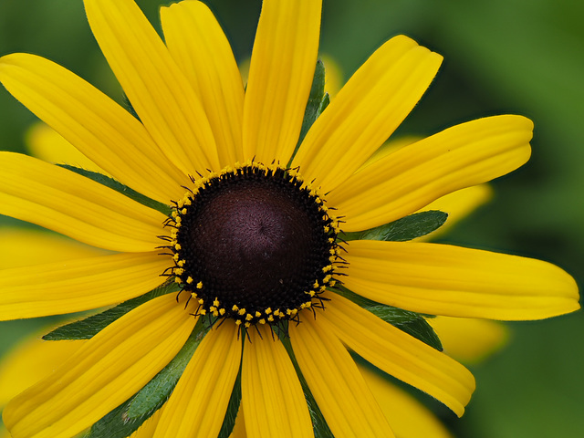 decordova flower