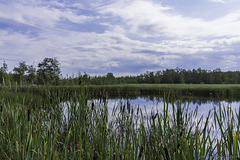 im Naturschutzgebiet Soos (© Buelipix)