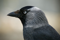 Jackdaw