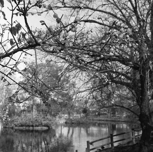 Wintersweet by the pond