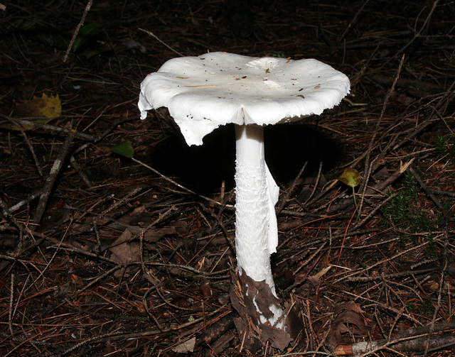 champignon-- mushroom