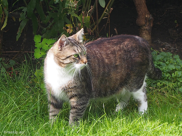 Watching the garden