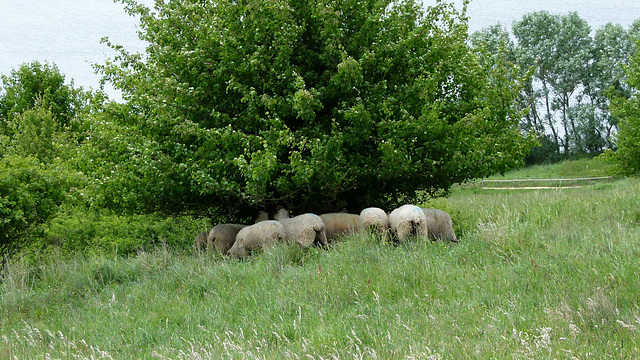 Zickersche Schafherde